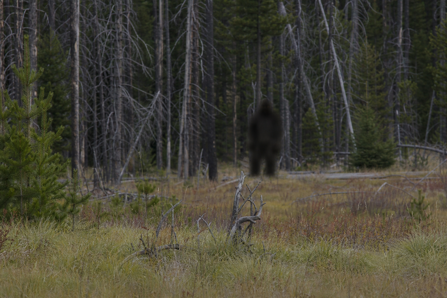 Blurry Sasquatch or Bigfoot evidence candidate showing persistent resolution resistance in a British Columbia forest clearing.
