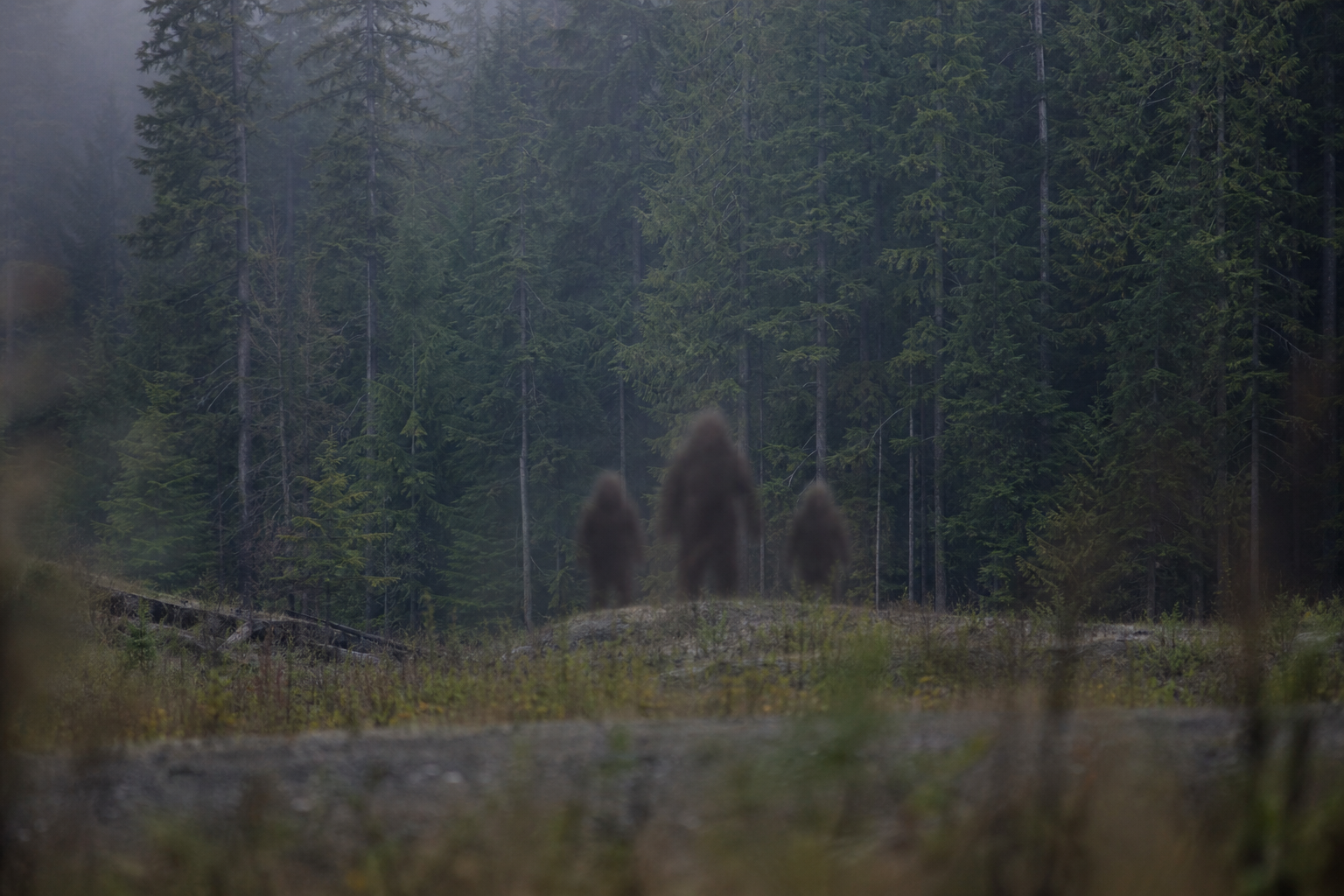 A distant misty forest scene with three upright Sasquatch-like figures that are blurry while trees are clearer.