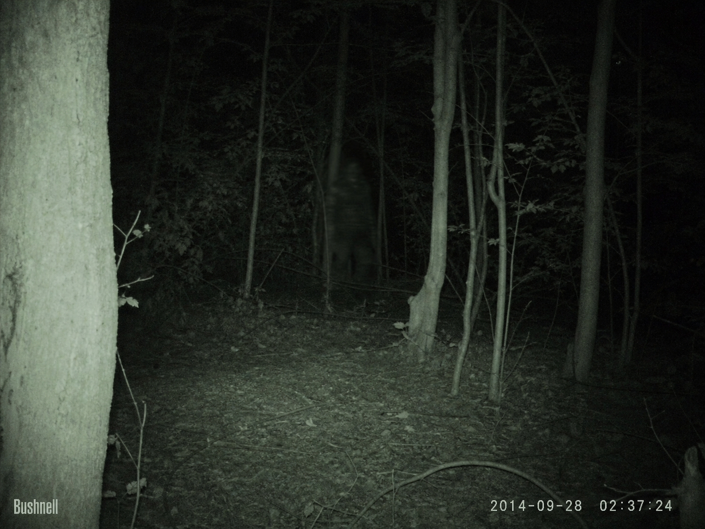 Blurry Sasquatch or Bigfoot evidence candidate captured by trail camera in Pacific Northwest forest conditions.